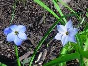 Ipheon rolf fedler & uniflorum